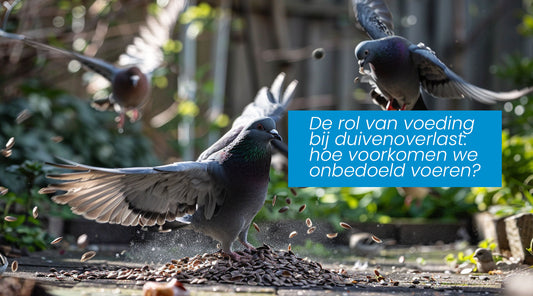 De rol van voeding bij duivenoverlast: hoe voorkomen we onbedoeld voeren?