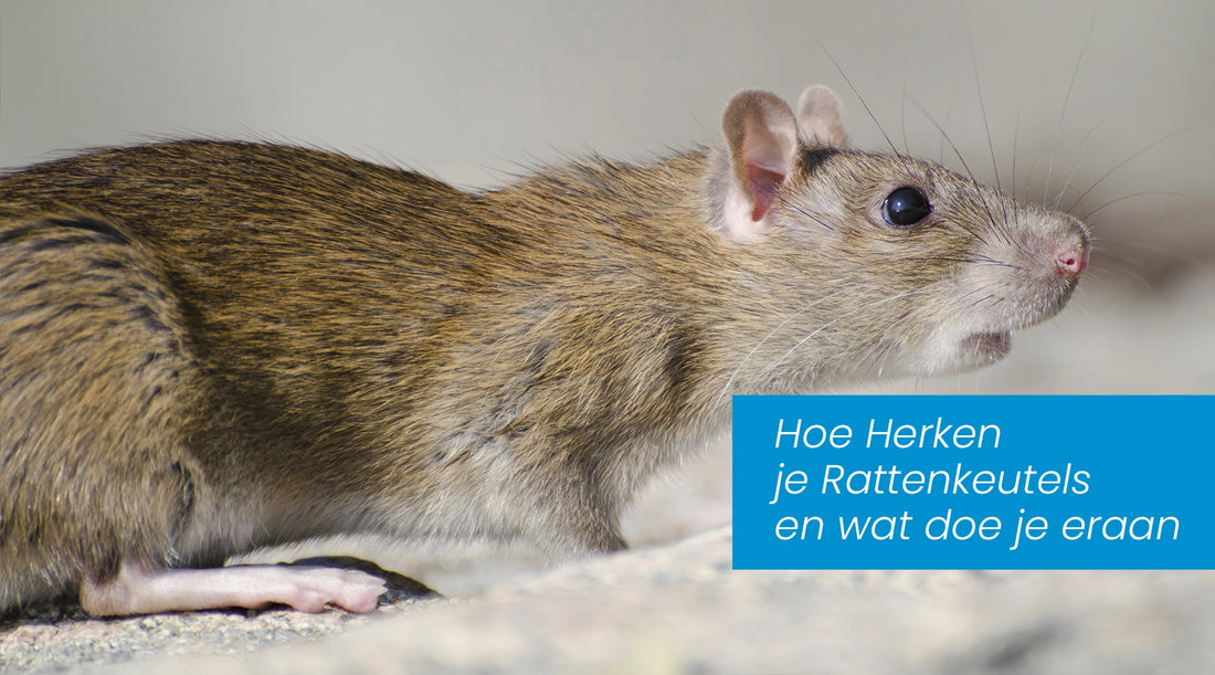 Hoe Herken je Rattenkeutels en Wat Doe Je Eraan?
