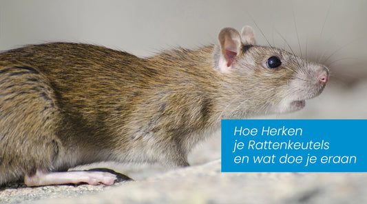 Hoe Herken je Rattenkeutels en Wat Doe Je Eraan?