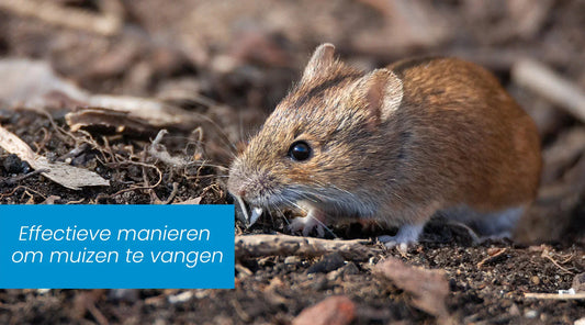 Muizenvallen: Effectieve manieren om muizen te vangen