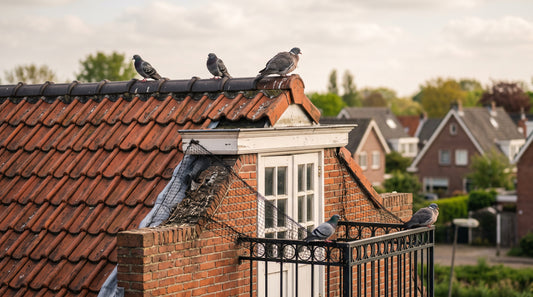 Mag ik een actief duivennest verwijderen? Wet & stappen — illustratie bij Altho Pest Control blogartikel over duivenbestrijding in een Nederlandse woning of tuin