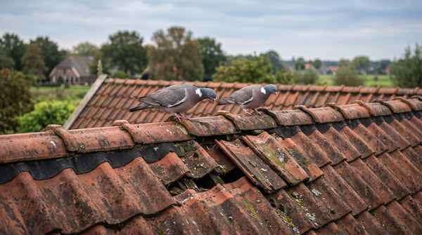 Losliggende dakpannen en randen: inspectie tegen duivennesting