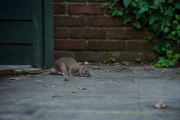Klem of lokaasdoos tegen ratten: voor- en nadelen