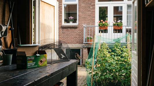 Welke rattenval gebruik je het beste in de schuur? — illustratie bij Altho Pest Control blogartikel over vogelsbestrijding in een Nederlandse woning of tuin