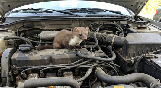 Buitenleidingen en kabels beschermen tegen marterbijt