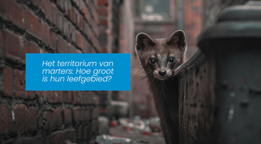Het territorium van marters: Hoe groot is hun leefgebied?