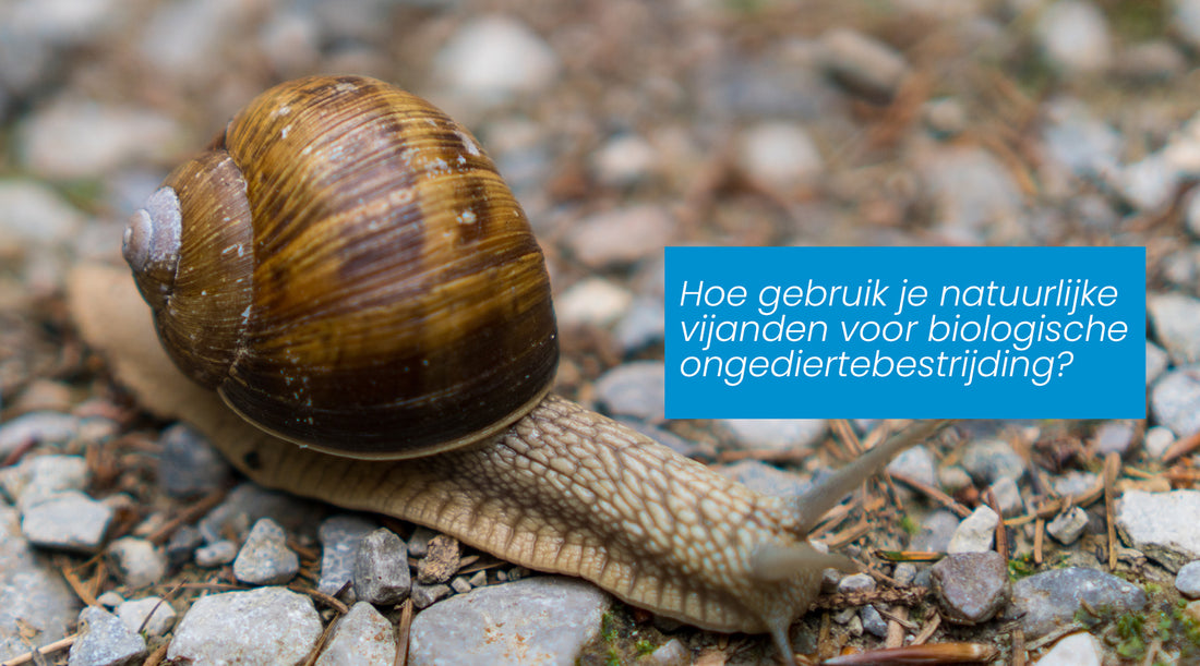 Hoe gebruik je natuurlijke vijanden voor biologische ongediertebestrijding?