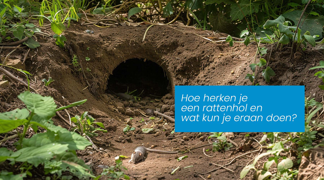 Hoe herken je een rattenhol en wat kun je eraan doen?