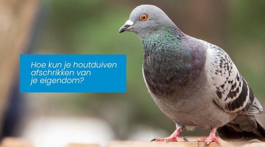 Hoe kun je houtduiven afschrikken van je eigendom?