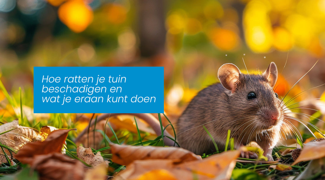 Hoe ratten je tuin beschadigen en wat je eraan kunt doen