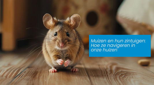 Muizen en hun zintuigen: Hoe ze navigeren in onze huizen