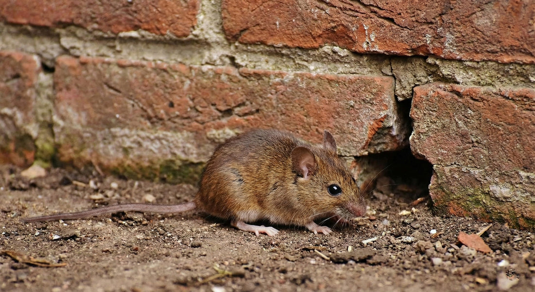 Muizentrucs: Die Je Muren Muisvrij Maken