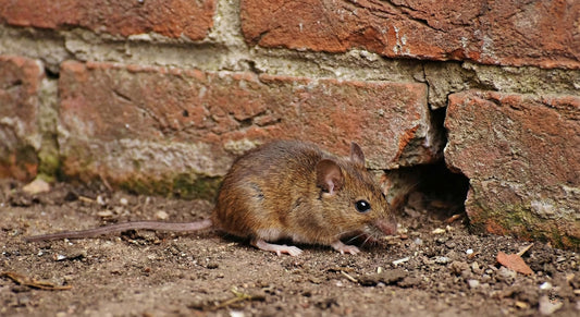 Muizentrucs: Die Je Muren Muisvrij Maken