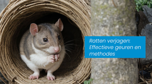 Ratten verjagen: Effectieve geuren en methodes