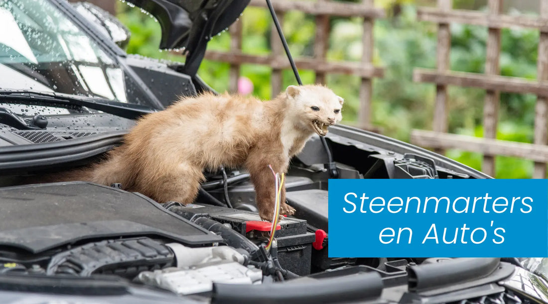 steenmarter op een auto