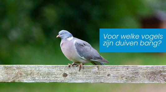 Voor welke vogels zijn duiven bang? Een wetenschappelijke kijk op vogelafweer