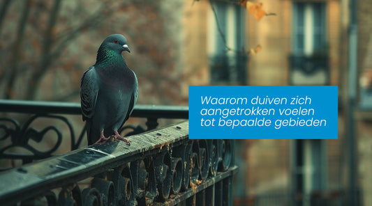 Waarom duiven zich aangetrokken voelen tot bepaalde gebieden