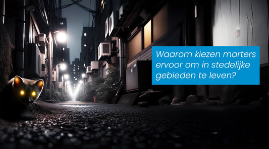 Waarom kiezen marters ervoor om in stedelijke gebieden te leven?