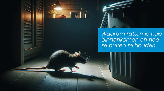Waarom ratten je huis binnenkomen en hoe ze buiten te houden.