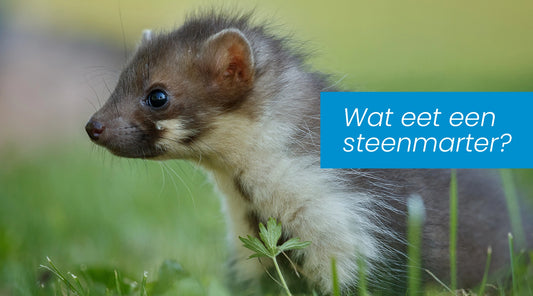 Wat eet een steenmarter?