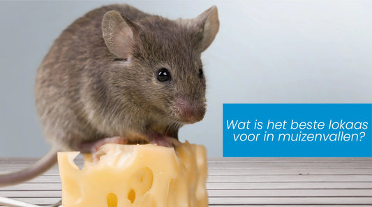 muis en lokaas