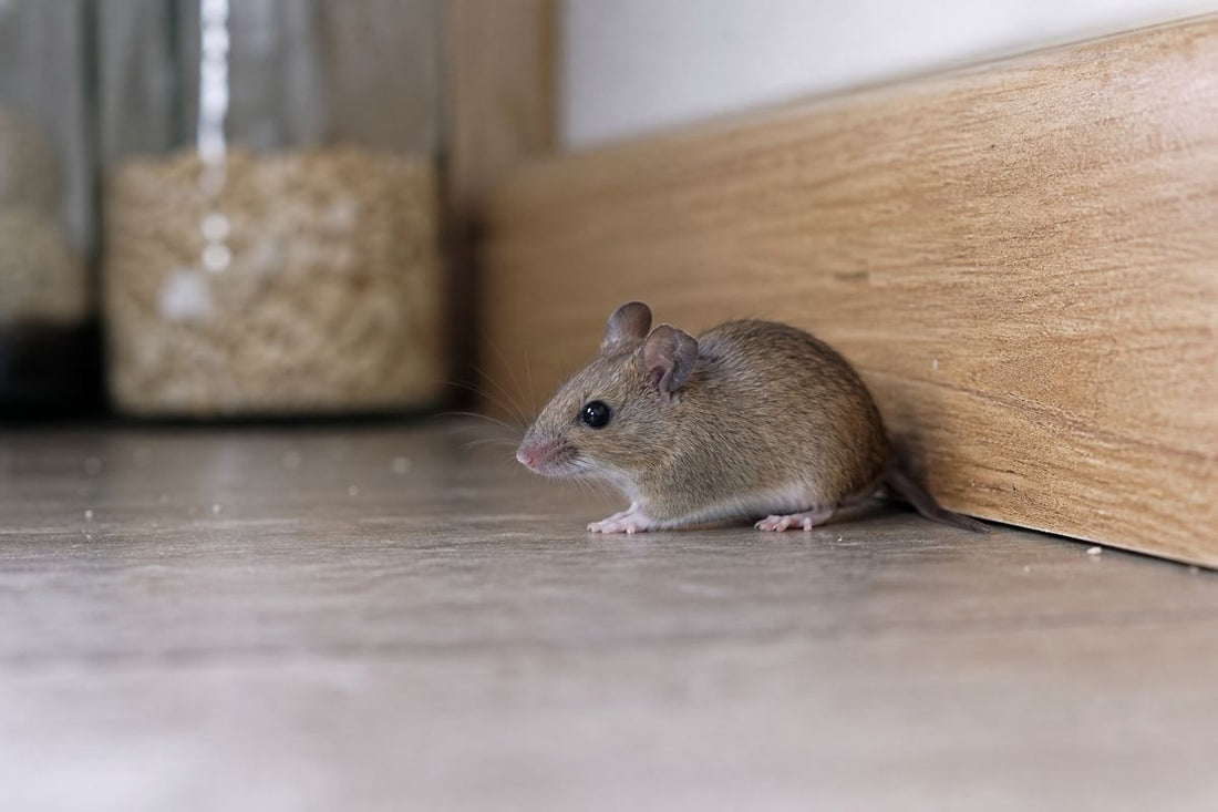 Muizenvrij ventileren: insectengaas en slimme oplossingen