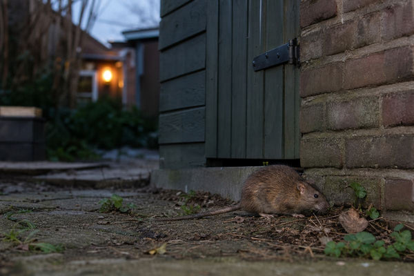 Ratten of muizen herkennen: verschillen snel