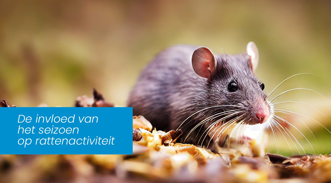 invloed seizoen rattenactiviteit