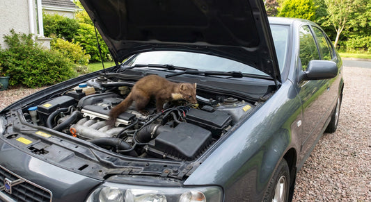 Marterschade Verzekering: Wat Dekt Je Polis Echt?